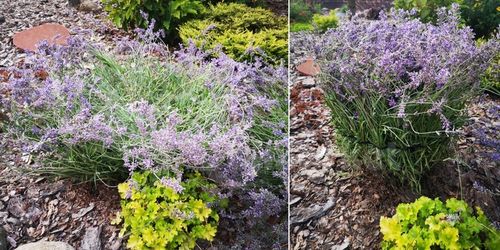 Podpora Obejma 10szt do Kwiatów Hortensji Ring Podpory Roślin Pędów Czarna na Arena.pl