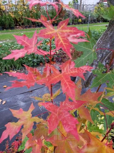 Klon ściętolistny rzadka odmiana ciekawostka na Arena.pl