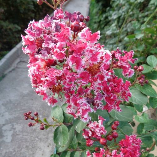 Lagerstroemia Berlingot Menthe 20-40cm P9 na Arena.pl