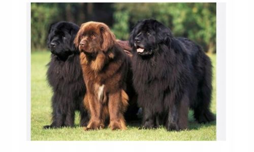 Maszynka Do Strzyżenia Psa Psów Kotów Zwierząt Golarka Zestaw Cicha na Arena.pl