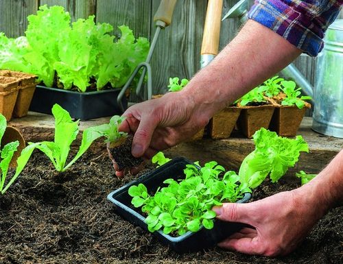 OBORNIK Granulowany Nawóz do Roślin Warzyw Jesienny Wiosenny 40L na Arena.pl
