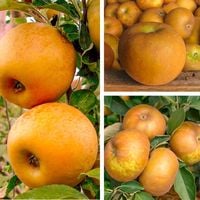 product-compare-62954477