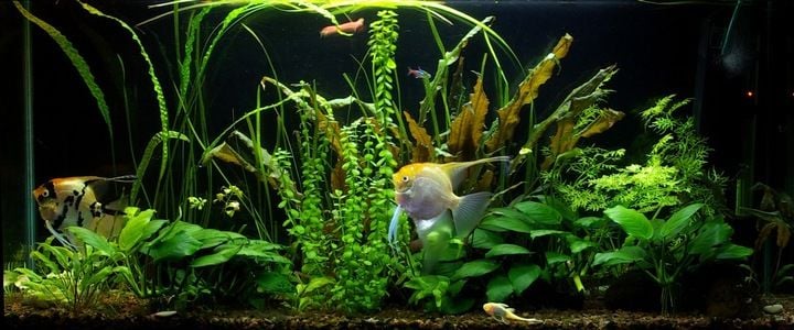 Świetlówka LED 5630 akwarium 70cm I SLIM zdjęcie 7