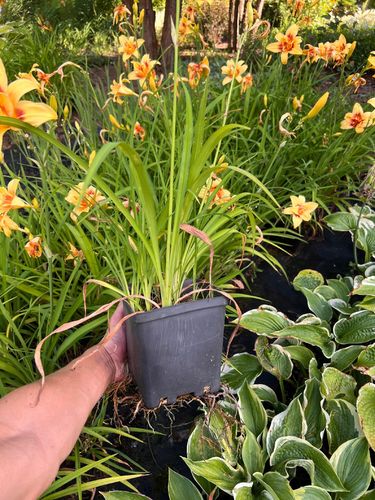 Liliowiec 'Double Happiness' (Hemerocallis) P13 na Arena.pl