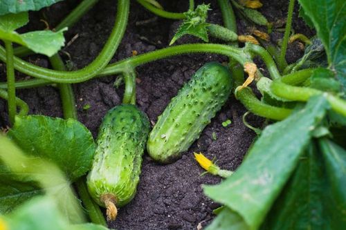 LINIA KROPLUJĄCA NAWADNIANIE KROPELKOWE 50m+ 56el. WĄŻ KROPELKUJĄCY MOCNY na Arena.pl