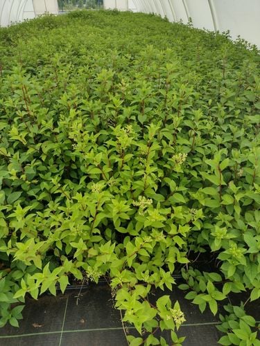 Hortensja Bukietowa MAGICAL FLAME 20-40cm Ognista Czerwień na Arena.pl