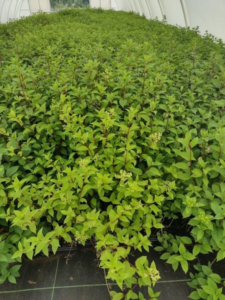 Hortensja Bukietowa MAGICAL FLAME 20-40cm Ognista Czerwień zdjęcie 5