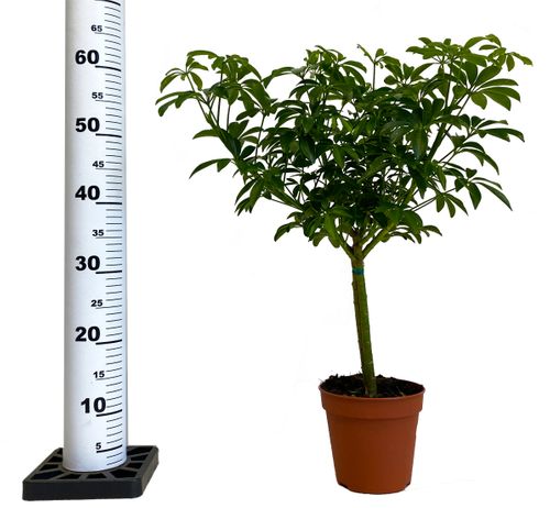 SZEFLERA LUSEANA 55 cm na Arena.pl