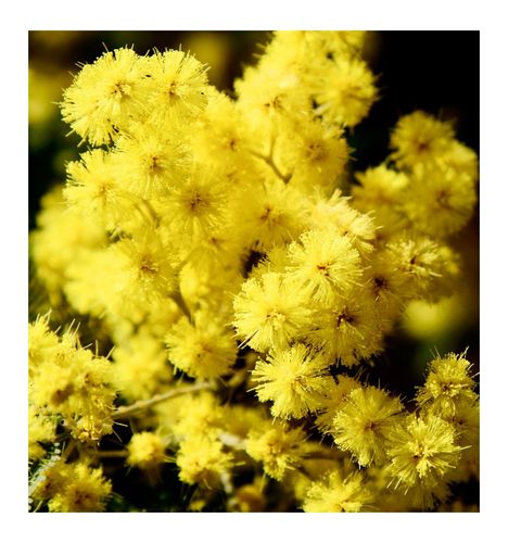 Yodeyma Candy Woda Perfumowana Dla Kobiet 100ml na Arena.pl