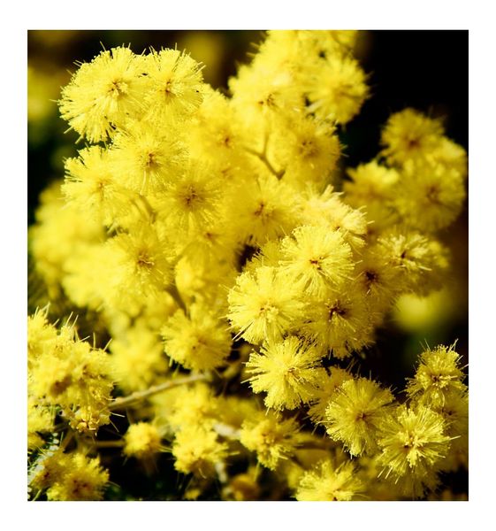 Yodeyma Candy Woda Perfumowana Dla Kobiet 100ml zdjęcie 4