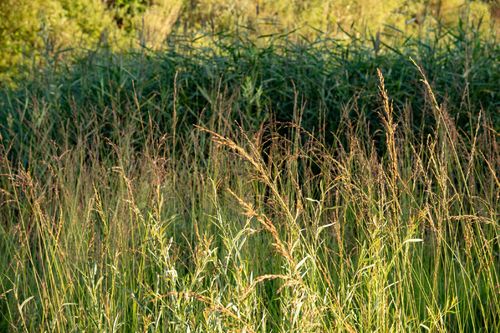 Trzęślica trzcinowata 'Fontane' (Molinia arundinacea) Doniczka 2.5L na Arena.pl