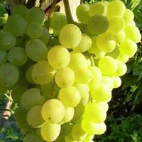 Winorośl bezpestkowa 'Kiszmisz 342' (Vitis) w doniczkach P9, 60-80 cm