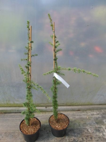 Cedr libański Atlantica Aurea 90-110cm C4 zdjęcie 6