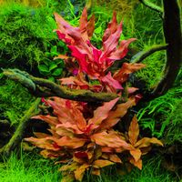 Alternenthera Rosanervig XL Rośliny do akwarium