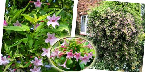 JAŚMIN STEFANA - CUDOWNIE PACHNĄCE PNĄCZE - 3 LETNIA SADZONKA 40-50CM na Arena.pl