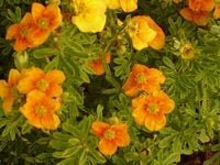 P9 PIĘCIORNIK POTENTILA TANGERINE