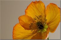 100 70CM OBRAZ PŁÓTNO KWIAT MAKU GEMMA STILES PŁÓTNO RAMA