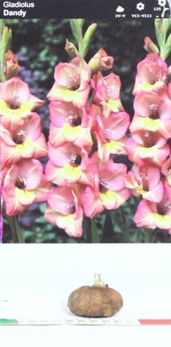 Mieczyk Gladiolus wielkokwiatowy Dandy na Arena.pl