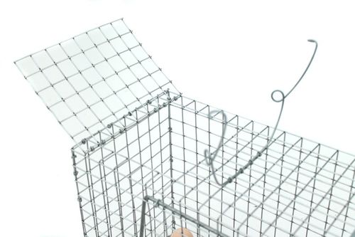 żywołapka pułapka lisy kuny wydry bobry koty na Arena.pl