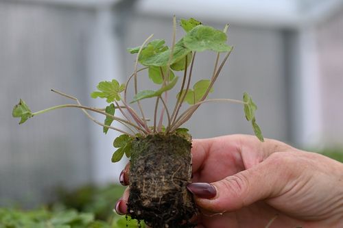 Tiarella Spring Symphony - Tiarella na Arena.pl