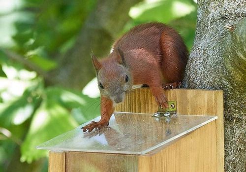 Orzechowa spiżarka, karmnik dla wiewiórek na Arena.pl