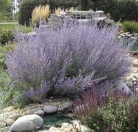 PEROWSKIA ŁOBODOLISTNA Blue Spire - sadzonki w don