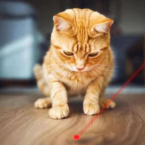 Laser dla kota Wskaźnik laserowy dla kota USB 3w1 latarka UV na Arena.pl