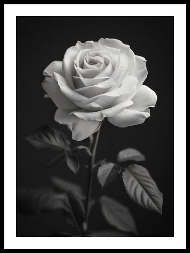 Plakat 39,5x55cm Płatki Róż na Arena.pl