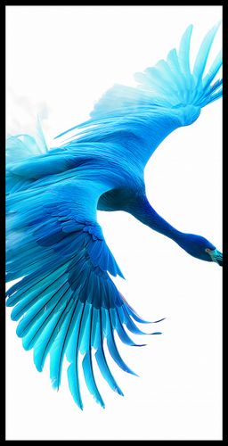 Plakat 50x100cm Błękitny Lot na Arena.pl