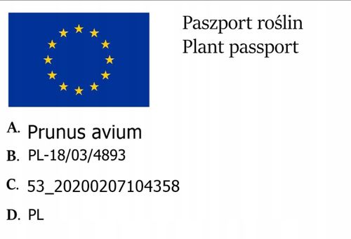 Czereśnia LAPINS owocuje każdego roku SAMOPYLNA na Arena.pl