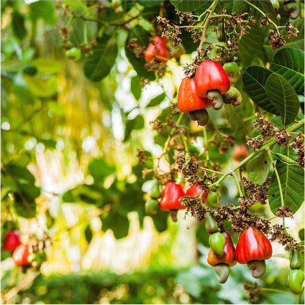 MANGO LIOFILIZOWANE 100g KAWAŁKI KLASA A nutt zdjęcie 10