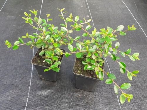 Irga URSYNÓW Zimozielona Okrywowa Na Skarpy Sadzonki w doniczkach P9 na Arena.pl