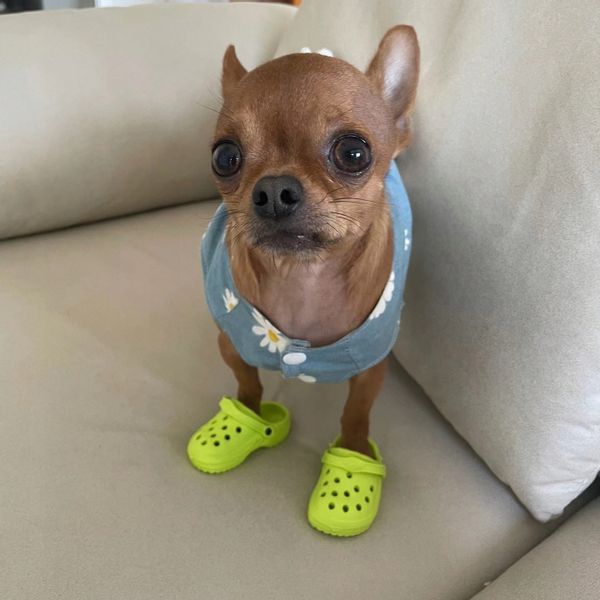 Buty KLAPKI Antypoślizgowe dla ZWIERZĄT PSÓW KOTÓW CHODAKI 1PARA RÓŻOWE zdjęcie 10