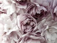 FOTOTAPETA kwiaty kwitnące Peonie do Salonu 3D