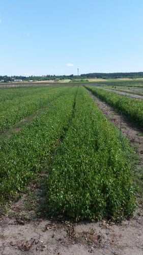 BRZOZA BRODAWKOWATA sadzonki 50-90 cm 100 sztuk na Arena.pl