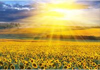 Fototapeta 3D widok SŁONECZNIKI ŁĄKA 200x130 FL