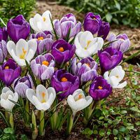 Krokus wiosenny mix 50 szt. Polskie Cebulki!