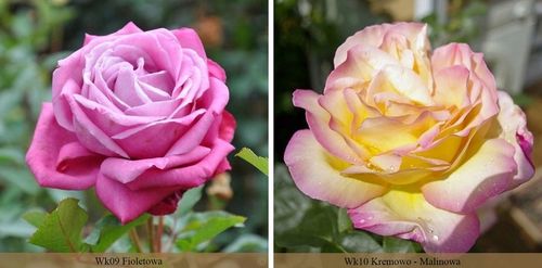 RÓŻA RÓŻE KOLOROWY PAKIET - 12 PACHNĄCYCH RÓŻ na Arena.pl