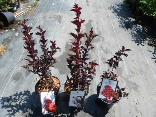 Lagerstroemia Black Diamond - Red Hot C2 na Arena.pl