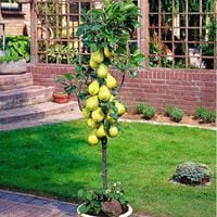 Grusza KOLUMNOWA KLAPSA FAWORYTKA – klasyczny smak w kompaktowej