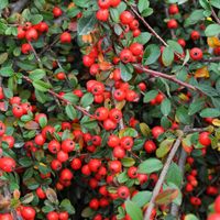 Irga URSYNÓW Zimozielona Okrywowa Na Skarpy Sadzonki w doniczkach P9