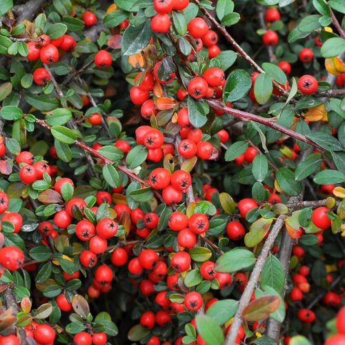 Irga URSYNÓW Zimozielona Okrywowa Na Skarpy Sadzonki w doniczkach P9 na Arena.pl