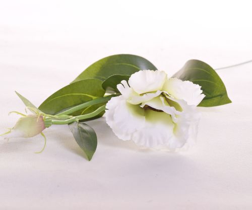 Eustoma białozielona na Arena.pl