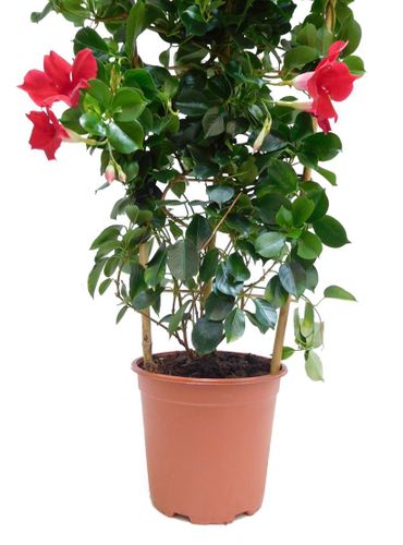 SANDEVILLA (SUNDAVILLE)  czerwona  70 cm na Arena.pl