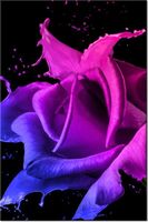 80CM 120 OBRAZ RÓŻA FARB JAKUB BANAŚ ŚCIENNY