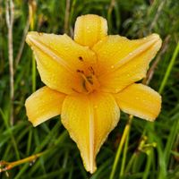 Liliowiec 'Summer Splendor' Intensywnie Żółty (Hemerocallis) Doniczkac 2.0L