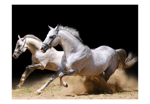 Fototapeta - Galop na piasku 250x193 na Arena.pl