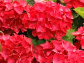 NAJBARDZIEJ OGNISTA Hortensja HOT RED  mocno CZERWONA