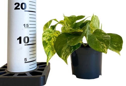 EPIPREMNUM Marble Queen 15cm na Arena.pl