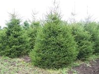 Świerk pospolity 5lata SADZONKI GK Picea Abies 70-90cm